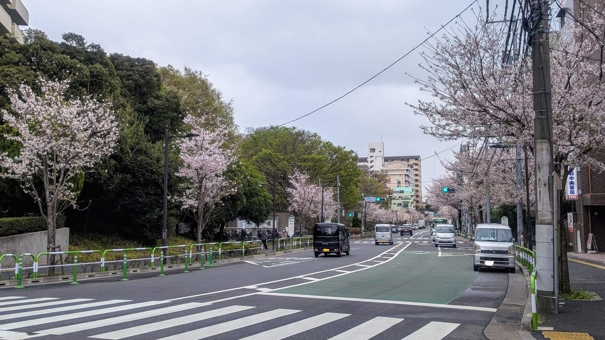 東京北医療センター入口バス停付近から見る赤羽並木通りの桜
