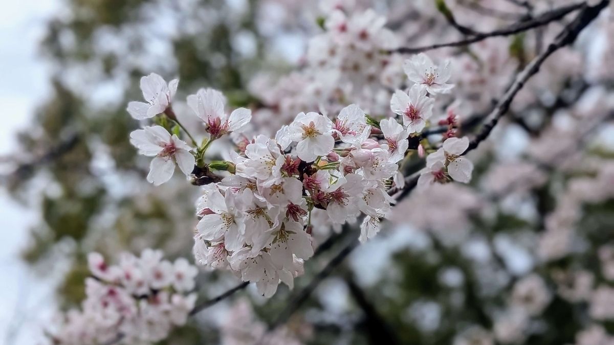 雨に濡れた桜の花のアップ