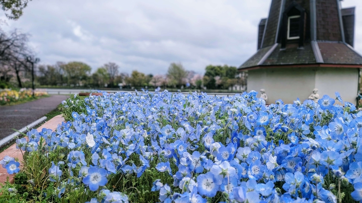 浮間公園で咲くネモフィラと、その向こうに広がる浮間ヶ池