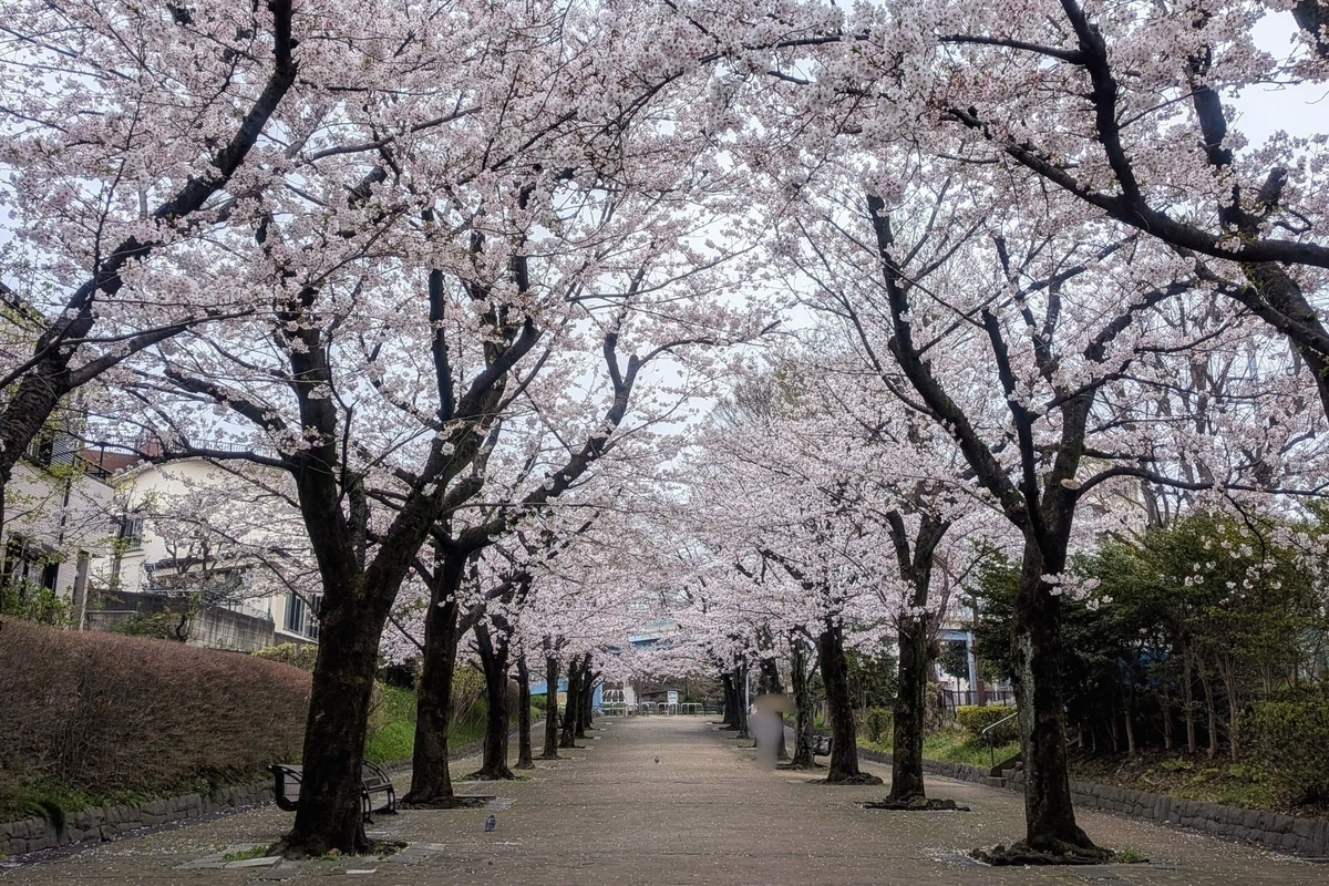 赤羽緑道公園 桜のトンネル