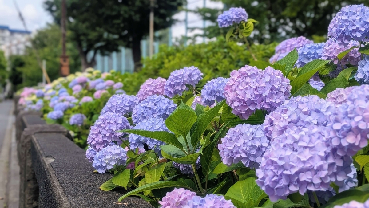 今年も咲いてた！隅田公園あじさいロード観察日記ꕤ ˖⁺ - みなみちゃん