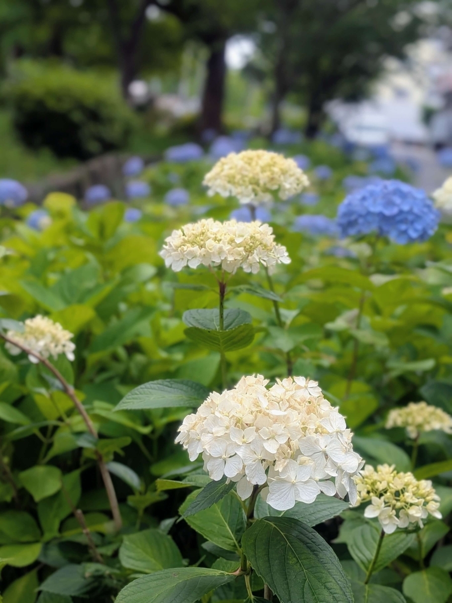 今年も咲いてた！隅田公園あじさいロード観察日記ꕤ ˖⁺ - みなみちゃん