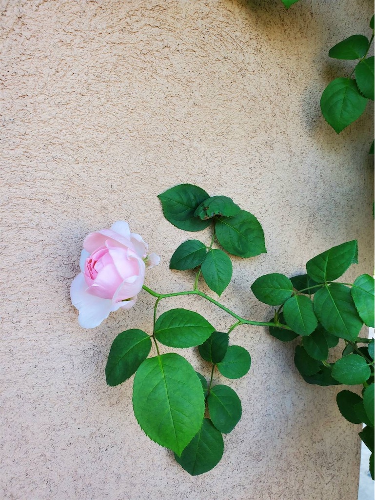 f:id:mnmiso2:20240504085146j:image
