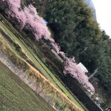 f:id:mnoguti:20170402091217j:plain f:id:mnoguti:20170402091217j:plain