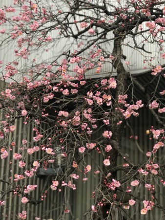 f:id:mnoguti:20180211151317j:plain