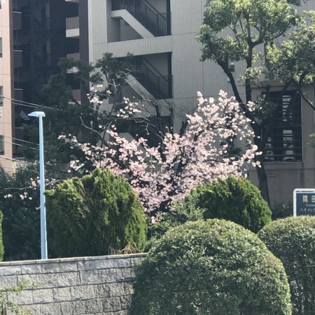 f:id:mnoguti:20180311172110j:plain