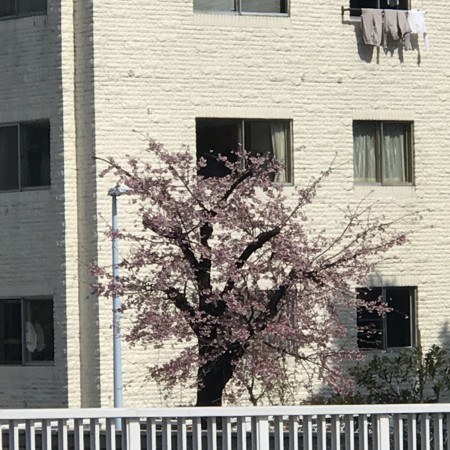 f:id:mnoguti:20180311172120j:plain