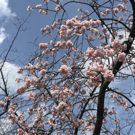 f:id:mnoguti:20180311172639j:plain