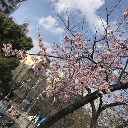 f:id:mnoguti:20180311172649j:plain