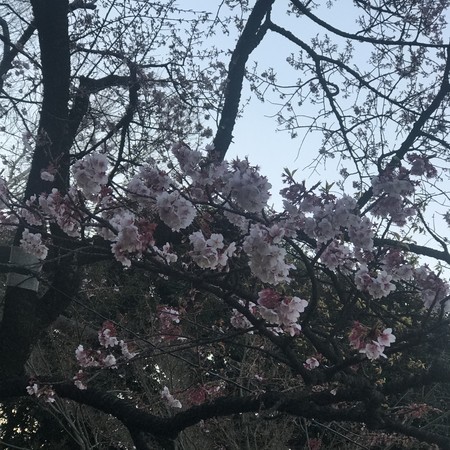 f:id:mnoguti:20190223221135j:plain