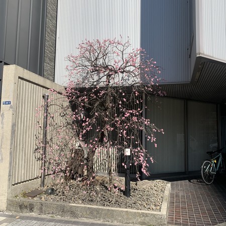Spring is here!