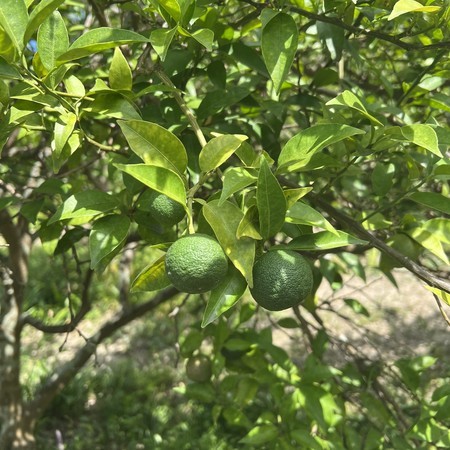 have borne some fruit in their own way