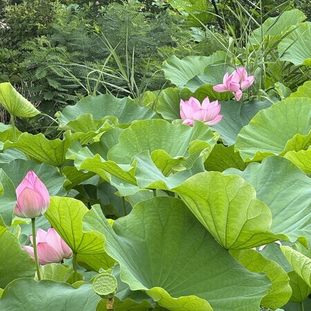 Lotus flowers at Shinobazu Pond