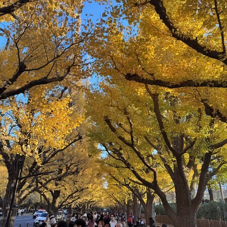 神宮外苑のいちょう並木・・・見事でしたが、そして激混みでした