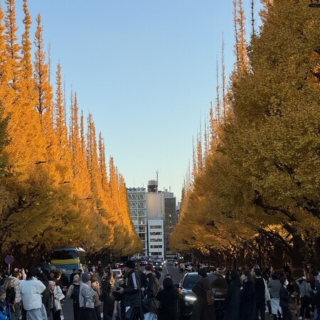 神宮外苑のいちょう並木・・・見事でしたが、そして激混みでした