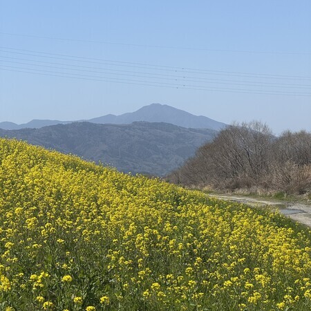 The sunshine was strong for this time of year, and the rapeseed flowers were in full bloom.