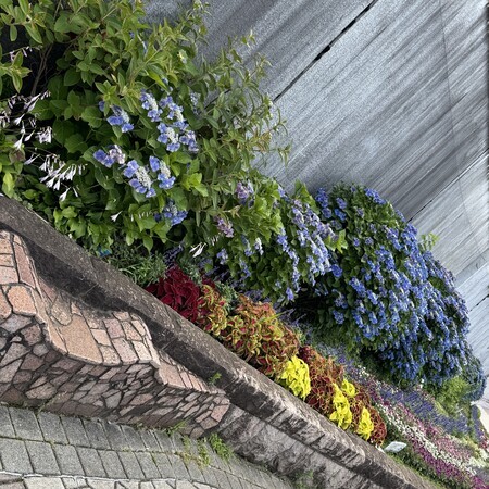 Volunteers are planting flowers on the terrace