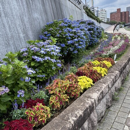 They’ve only just been planted, so they’re all looking lovely.