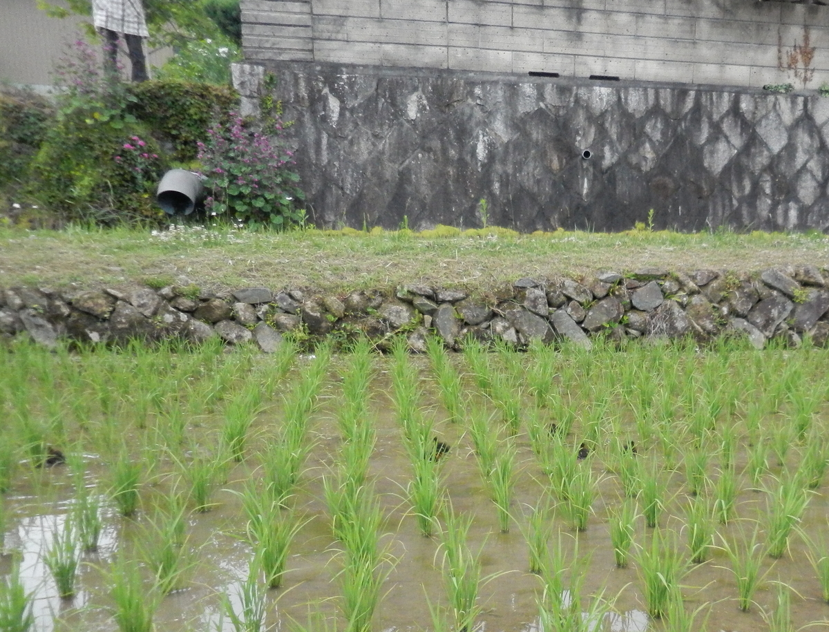 f:id:mnumeda:20190531094422j:plain f:id:mnumeda:20190531094422j:plain