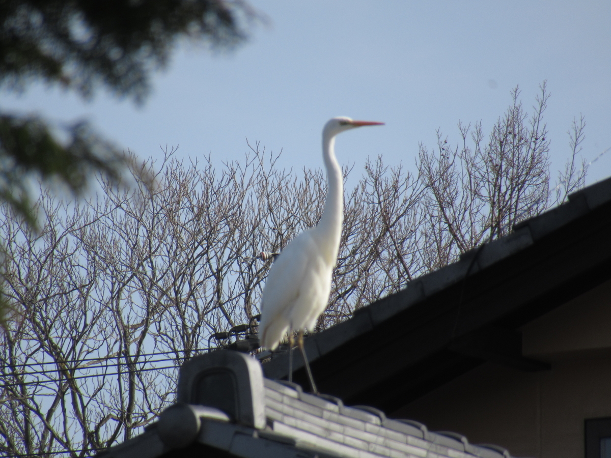 f:id:mnumeda:20220316084945j:plain