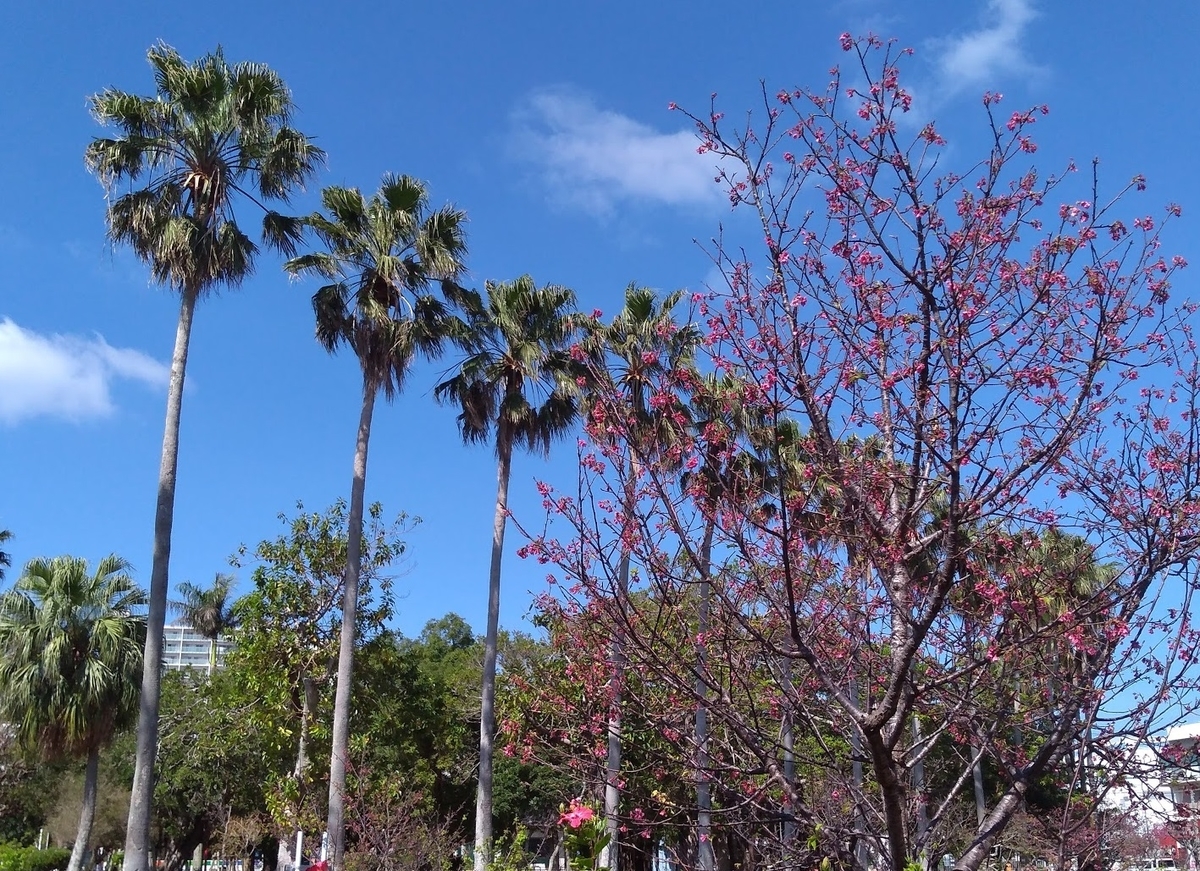 f:id:mnw538:20210220140249j:plain