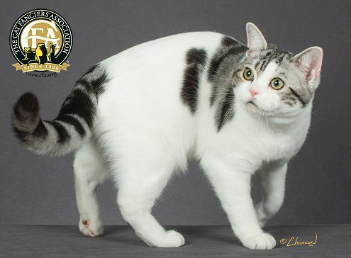 アメリカンショートヘアの値段や性格 色の種類は 保護猫モモ ナナのブログ