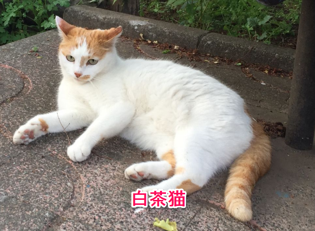 猫の種類 茶トラ 茶白 白茶の性格と柄の違いは 保護猫モモ ナナのブログ 猫の種類 茶トラ 茶白 白茶の性格と柄の違いは 保護猫モモ ナナのブログ