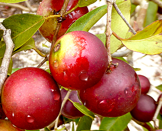 f:id:mo88mo:20160913084254p:plain