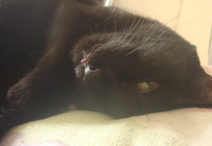 f:id:mo88mo:20160918161806p:plain