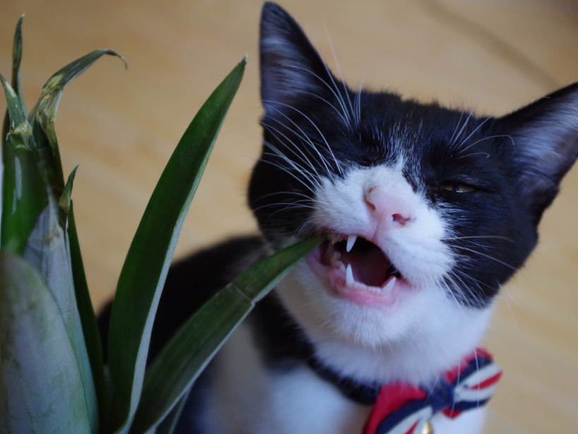 f:id:mo88mo:20161017183449p:plain