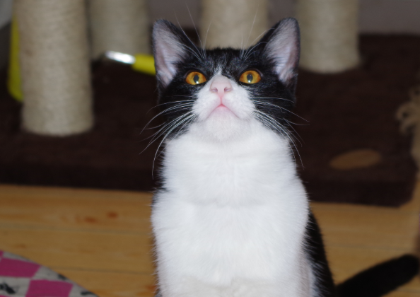 f:id:mo88mo:20161022165850p:plain