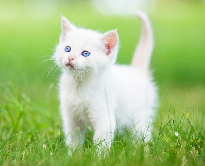 猫がかわいい理由！自覚はしてるの？ - 保護猫モモ＆ナナのブログ！