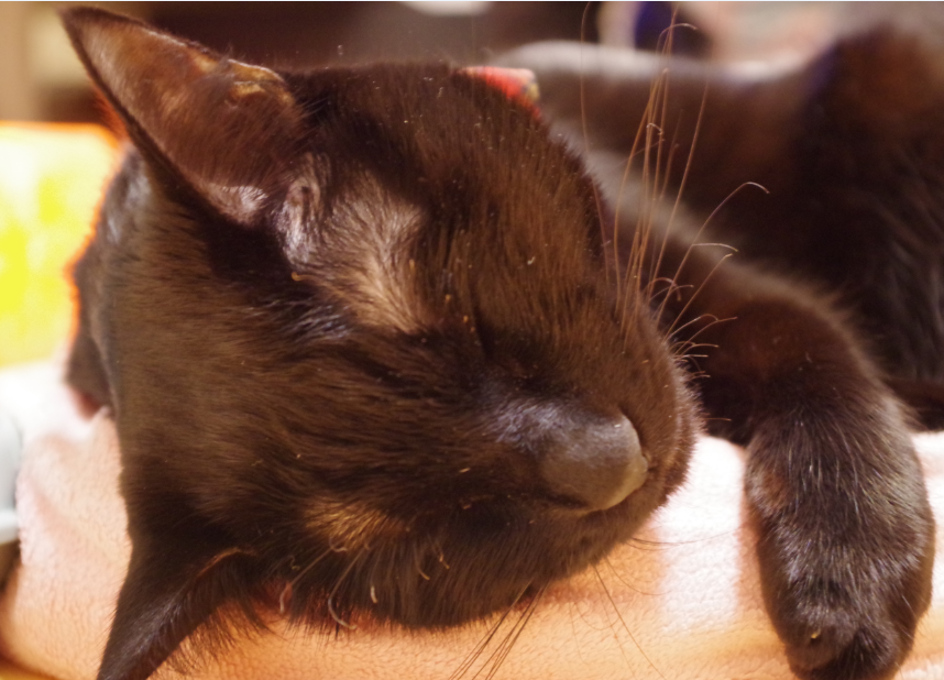 f:id:mo88mo:20161201175540p:plain