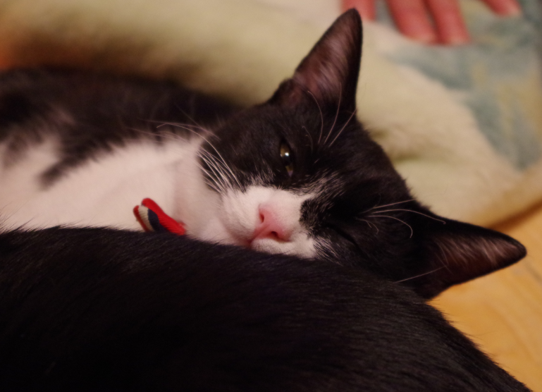 f:id:mo88mo:20161201175602p:plain