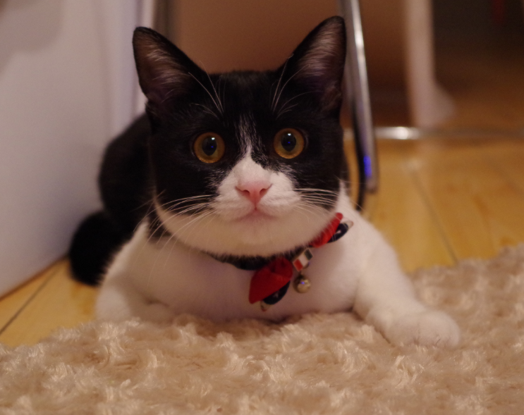 f:id:mo88mo:20161222173514p:plain