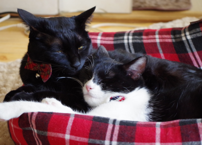 f:id:mo88mo:20161230160032p:plain