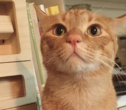 石田ゆり子の猫の種類！ビスク＆雑種は何？ - 保護猫モモ ...