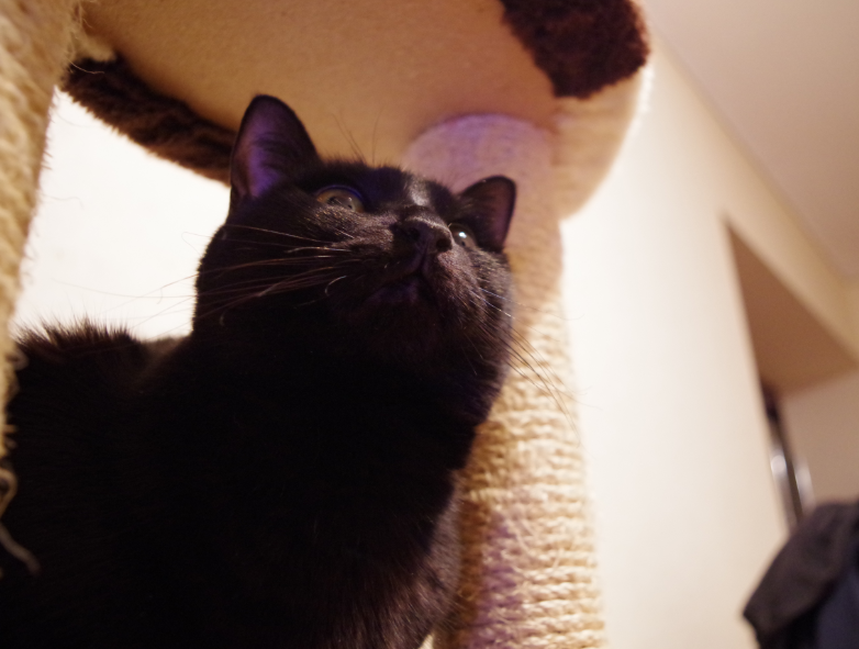 f:id:mo88mo:20170216154131p:plain