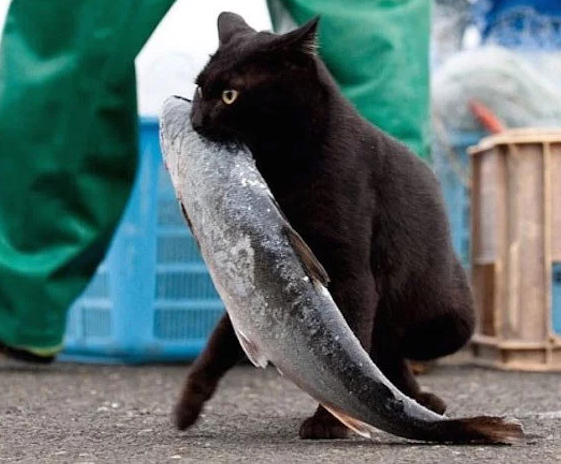 猫の好きな食べ物は 肉 魚 野菜は 保護猫モモ ナナのブログ