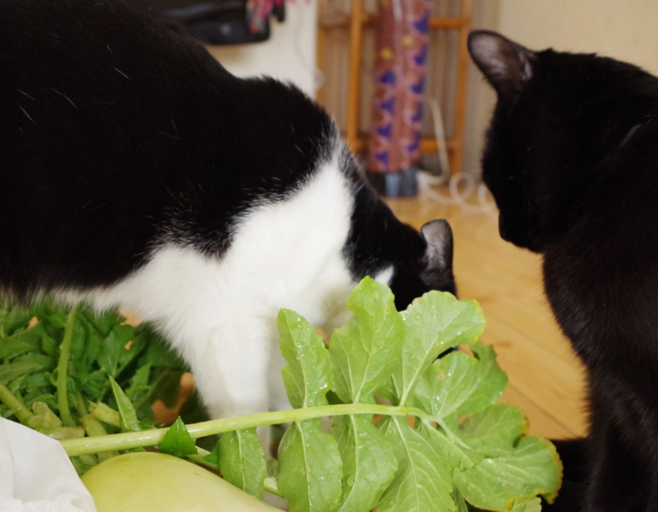 猫の好きな食べ物は 肉 魚 野菜は 保護猫モモ ナナのブログ
