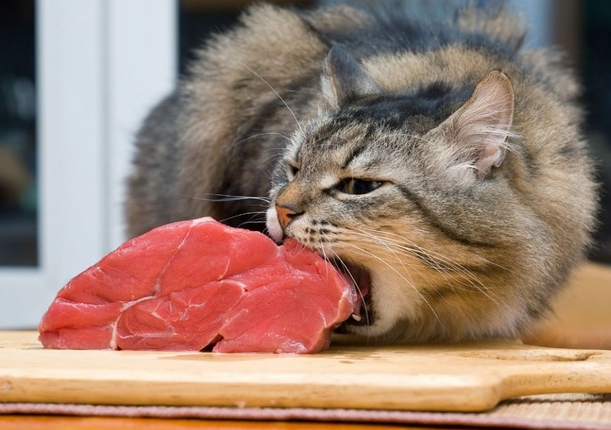 猫の好きな食べ物は 肉 魚 野菜は 保護猫モモ ナナのブログ