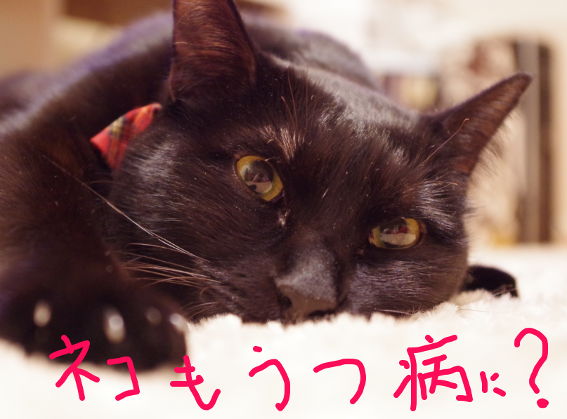 f:id:mo88mo:20170415075051p:plain