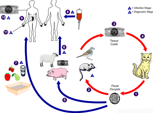 f:id:mo88mo:20170415130046p:plain