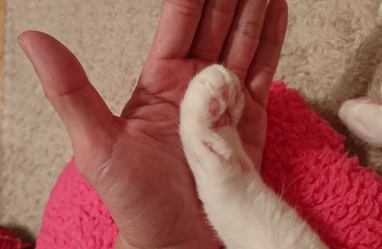 f:id:mo88mo:20170416160840p:plain