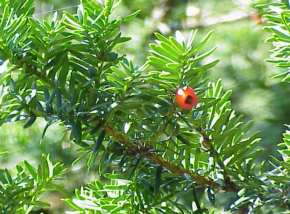 f:id:mo88mo:20170607091441p:plain