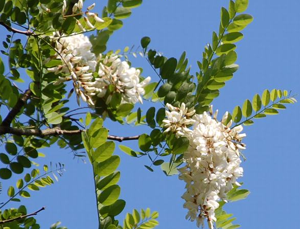 f:id:mo88mo:20170607093713p:plain