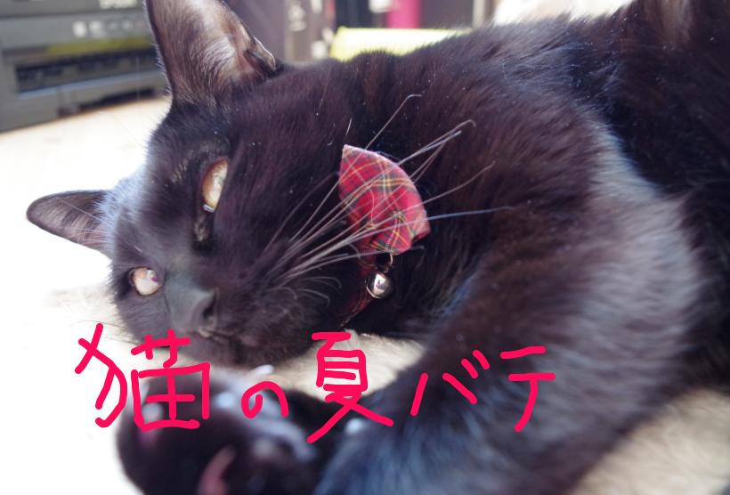 猫が夏バテに 症状は 対策や食事はどうする 保護猫モモ ナナのブログ