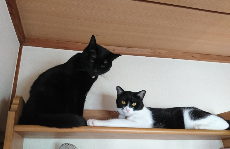 f:id:mo88mo:20171011092005p:plain f:id:mo88mo:20171011092005p:plain