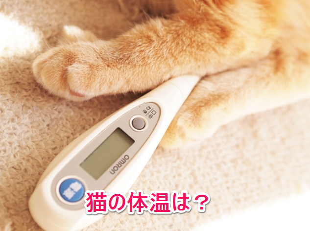 f:id:mo88mo:20171019112928p:plain