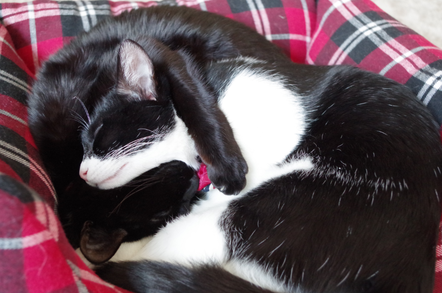 f:id:mo88mo:20171019113624p:plain